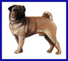 Click here for more detailed Pug breed information and available puppies, studs dogs, clubs and forums